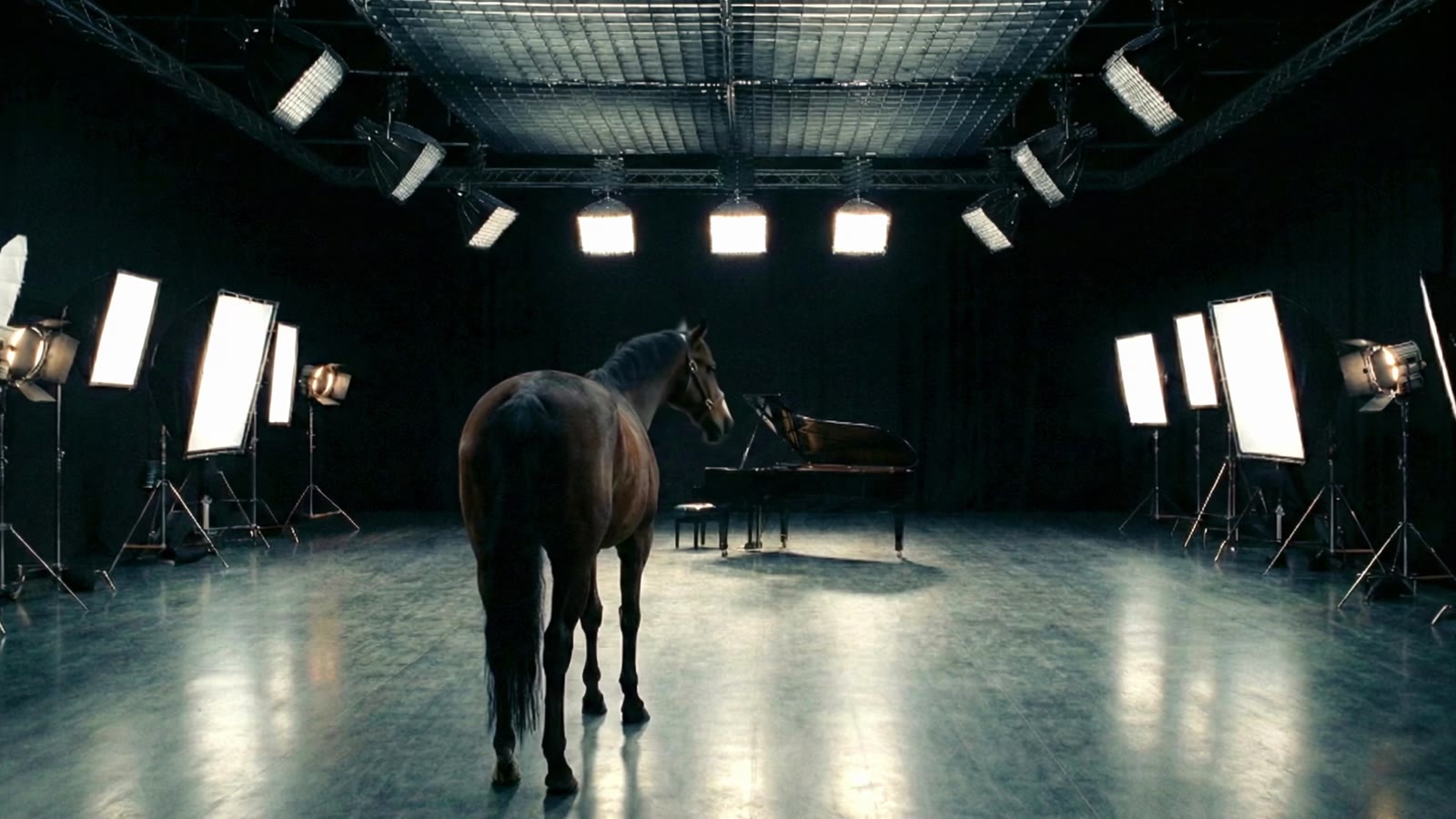 Ein Pferd im leeren Studio